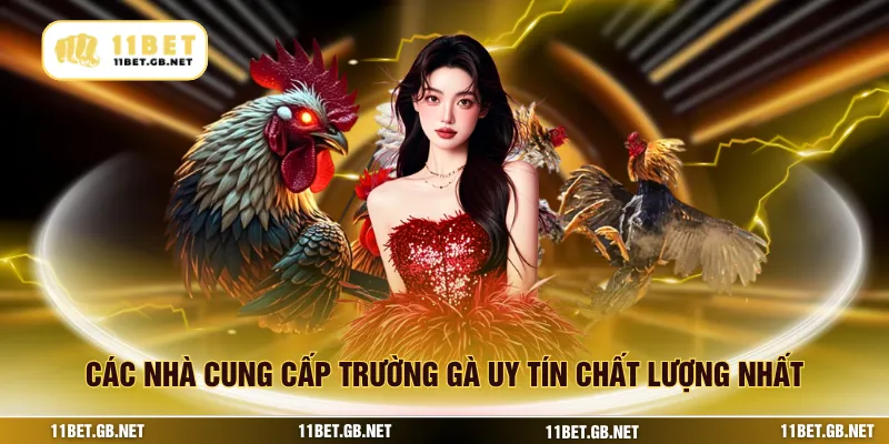 Các nhà cung cấp trường gà uy tín chất lượng nhất