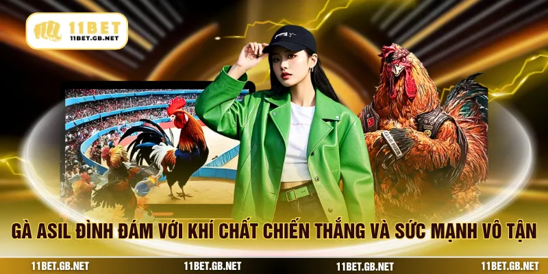 Gà asil đình đám với khí chất chiến thắng và sức mạnh vô tận